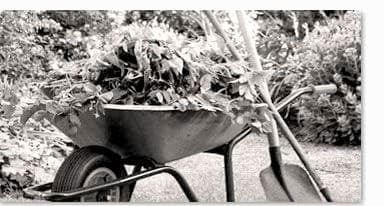 Wheelbarrow with compostable garden waste.