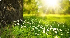 Ausblick auf eine Frühlingswiese mit kleinen weiß-gelben Blumen.