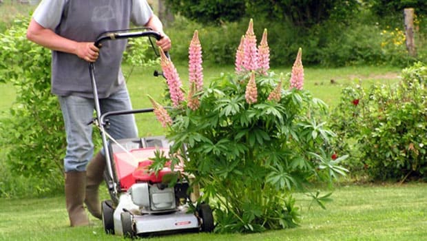 Garden services - garden maintenance, lawn mowing.