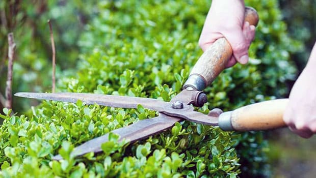 Garten-Dienstleistungsarbeiten Heckenschnitt.