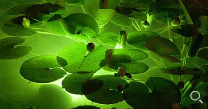 Unterwasserbeleuchtung im nächtlichen Gartenteich.