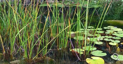 Romantischer Gartenteich mit antiker Steinbank.