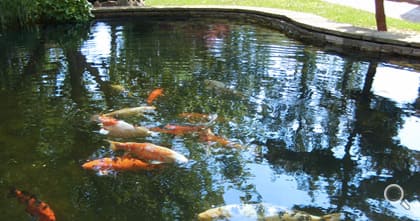 Beautifully curved koi pond with a brick sandstone lining.